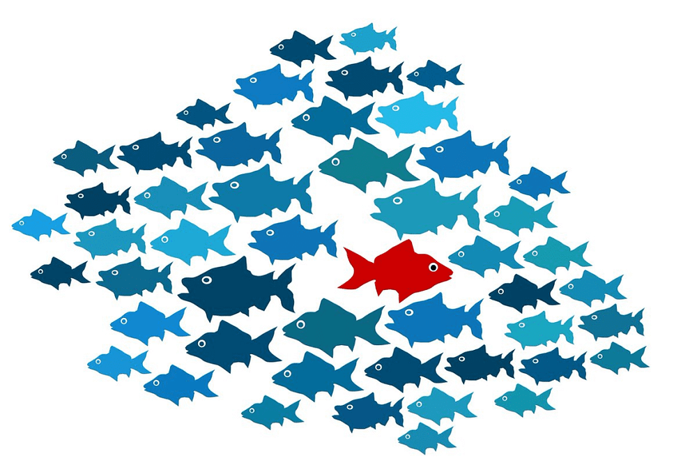 fish-1_4q-yBbRQihKnksYaJGto8A