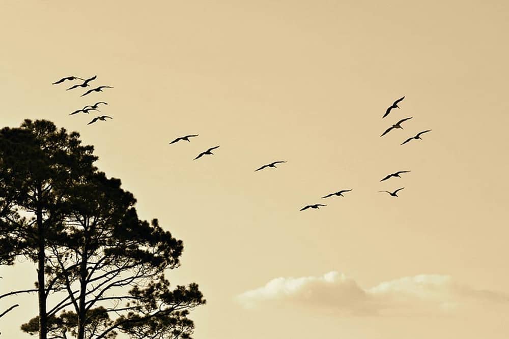 birds