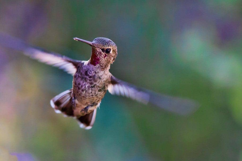 hummingbird